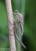 Šidélko brvonohé (Vážky), Platycnemis pennipes, zygoptera (Odonata)